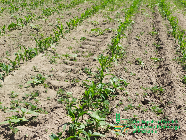 Zdjęcie 1. kukurydzy CASANDRO z SAATBAU na polu demonstracyjnym w Sielinku 17.05.2024