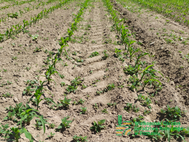 Zdjęcie 3. kukurydzy KASANO z SAATBAU na polu demonstracyjnym w Sielinku 17.05.2024
