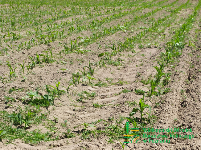 Zdjęcie 1. kukurydzy RUCA z SAATBAU na polu demonstracyjnym w Sielinku 17.05.2024