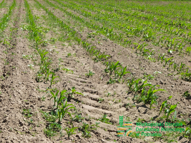Zdjęcie 2. kukurydzy RUCA z SAATBAU na polu demonstracyjnym w Sielinku 17.05.2024