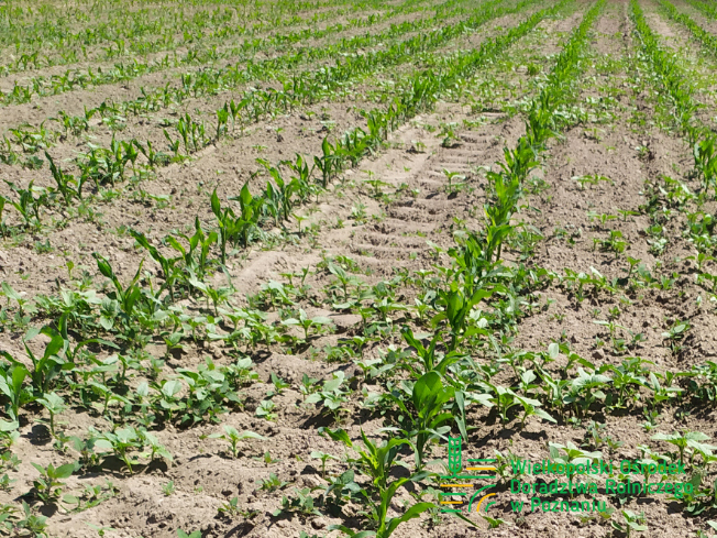Zdjęcie 1. kukurydzy TIPICO z SAATBAU na polu demonstracyjnym w Sielinku 17.05.2024