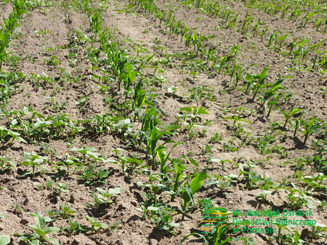 Zdjęcie 2. kukurydzy TIPICO z SAATBAU na polu demonstracyjnym w Sielinku 17.05.2024