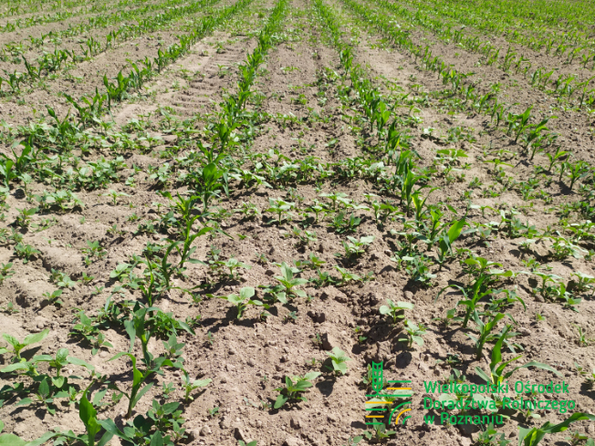 Zdjęcie 3. kukurydzy TIPICO z SAATBAU na polu demonstracyjnym w Sielinku 17.05.2024
