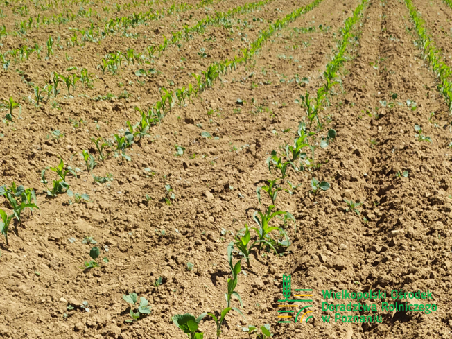 Zdjęcie 1. kukurydzy SY AMFORA z Syngenta na polu demonstracyjnym w Sielinku 17.05.2024