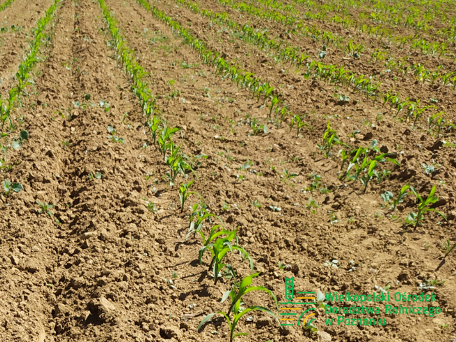 Zdjęcie 2. kukurydzy SY AMFORA z Syngenta na polu demonstracyjnym w Sielinku 17.05.2024