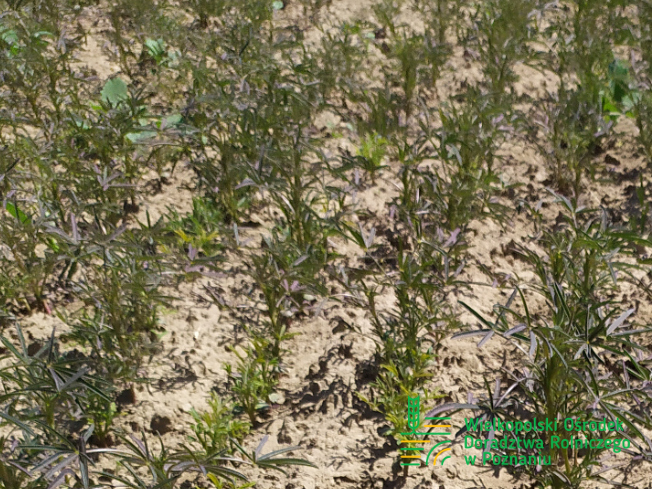 Zdjęcie 1. Łubinu wąskolistnego BAZALT z Hodowli Roślin SMOLICE na polu demonstracyjnym w Sielinku 17.05.2024