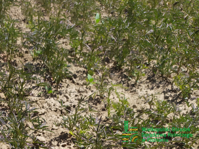 Zdjęcie 2. Łubinu wąskolistnego BAZALT z Hodowli Roślin SMOLICE na polu demonstracyjnym w Sielinku 17.05.2024