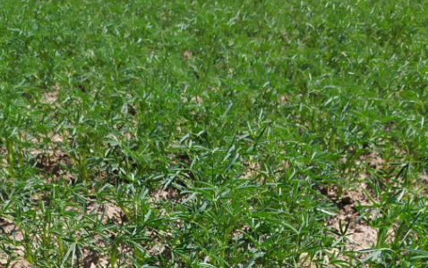 Zdjęcie Łubinu wąskolistnego OSKAR z Hodowli Roślin SMOLICE na polu demonstracyjnym w Sielinku 17.05.2024