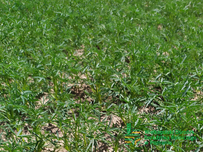 Zdjęcie 1. Łubinu wąskolistnego OSKAR z Hodowli Roślin SMOLICE na polu demonstracyjnym w Sielinku 17.05.2024