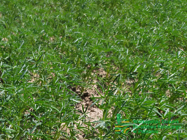 Zdjęcie 2. Łubinu wąskolistnego OSKAR z Hodowli Roślin SMOLICE na polu demonstracyjnym w Sielinku 17.05.2024