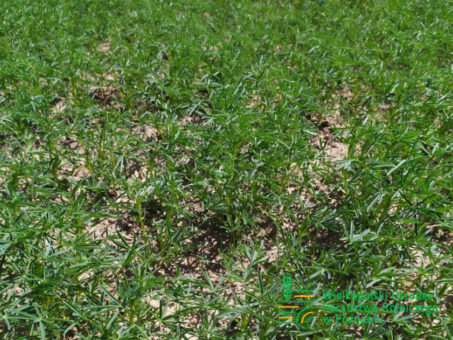 Zdjęcie 3. Łubinu wąskolistnego OSKAR z Hodowli Roślin SMOLICE na polu demonstracyjnym w Sielinku 17.05.2024