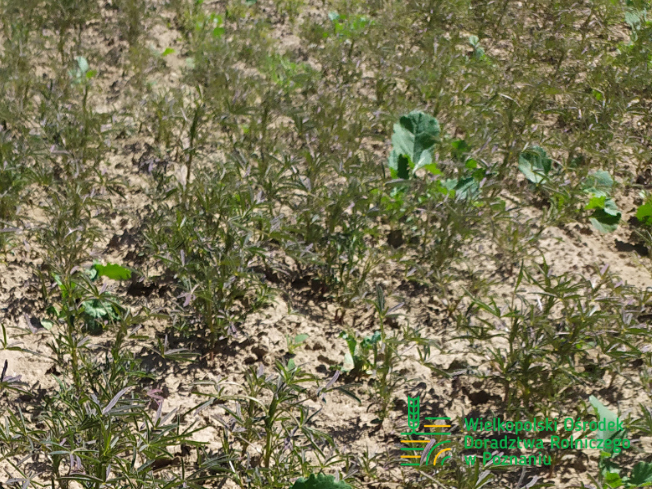 Zdjęcie 2. Łubinu wąskolistnego ROLAND z Hodowli Roślin SMOLICE na polu demonstracyjnym w Sielinku 17.05.2024