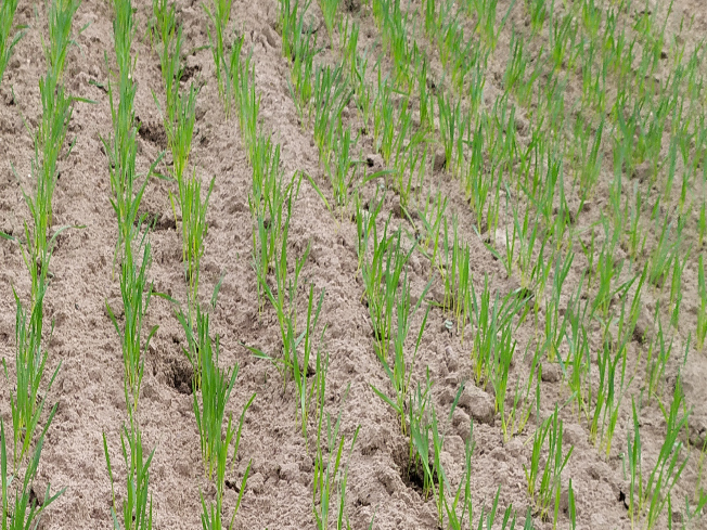 Zdjęcie 2. pszenicy jarej GOPLANA z DANKO Hodowli Roślin na polu demonstracyjnym w Sielinku 10.04.2024
