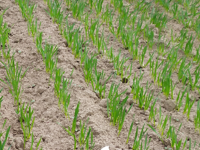 Zdjęcie 2. pszenicy jarej HARENDA z Małopolskiej Hodowli Roślin na polu demonstracyjnym w Sielinku 10.04.2024