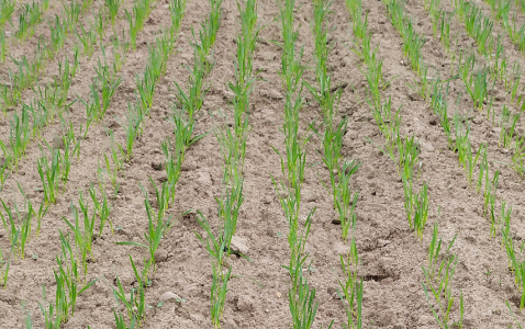 Zdjęcie pszenicy jarej WPB PEBLES z Saaten-Union na polu demonstracyjnym w Sielinku 10.04.2024
