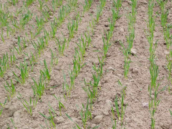 Zdjęcie 1. pszenicy jarej WPB PEBLES z Saaten-Union na polu demonstracyjnym w Sielinku 10.04.2024