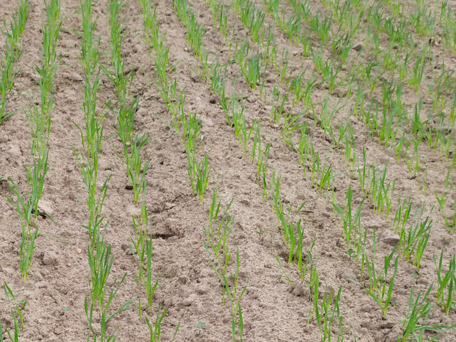 Zdjęcie 2. pszenicy jarej WPB PEBLES z Saaten-Union na polu demonstracyjnym w Sielinku 10.04.2024