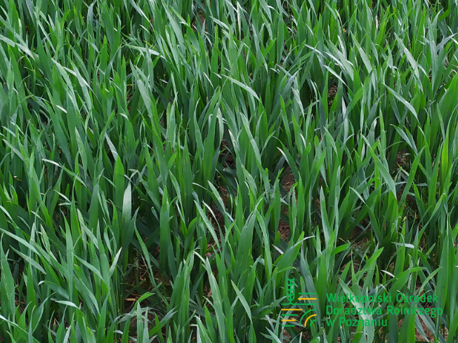 Zdjęcie 1. pszenicy ozimej CIRCUS z AGROCHEST na polu demonstracyjnym w Sielinku 10.04.2024