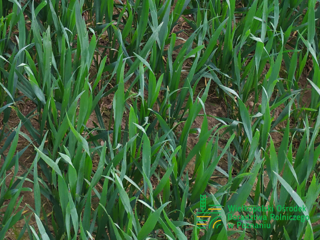 Zdjęcie 2. pszenicy ozimej CIRCUS z AGROCHEST na polu demonstracyjnym w Sielinku 10.04.2024