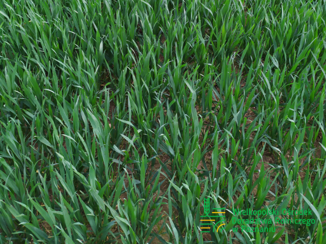 Zdjęcie 3. pszenicy ozimej CIRCUS z AGROCHEST na polu demonstracyjnym w Sielinku 10.04.2024
