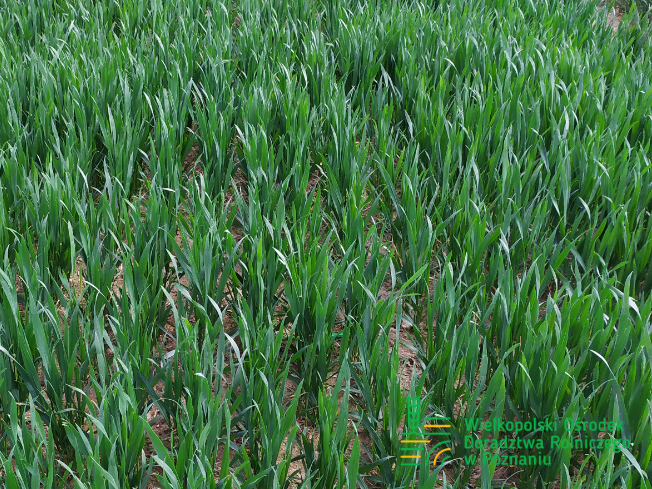 Zdjęcie 1. pszenicy ozimej ALEGORIA z DANKO Hodowli Roślin na polu demonstracyjnym w Sielinku 10.04.2024