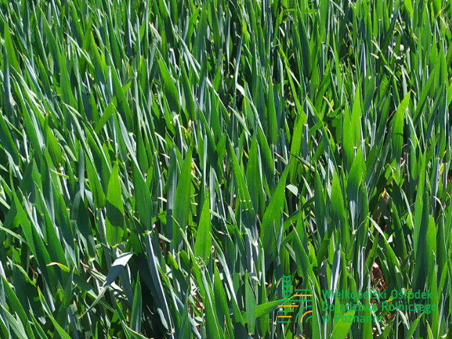 Zdjęcie 1. pszenicy ozimej ALEGORIA z DANKO Hodowli Roślin na polu demonstracyjnym w Sielinku 17.05.2024