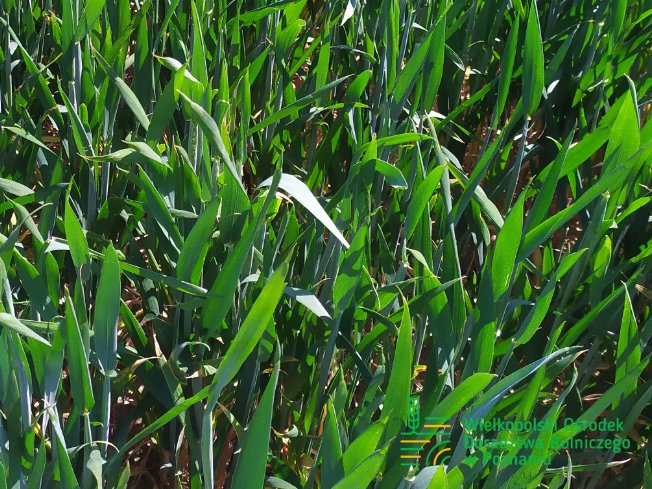 Zdjęcie 2. pszenicy ozimej ALEGORIA z DANKO Hodowli Roślin na polu demonstracyjnym w Sielinku 17.05.2024