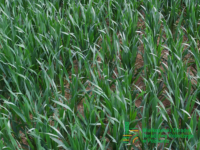 Zdjęcie 1. pszenicy ozimej GENTELMAN z DANKO Hodowli Roślin na polu demonstracyjnym w Sielinku 10.04.2024