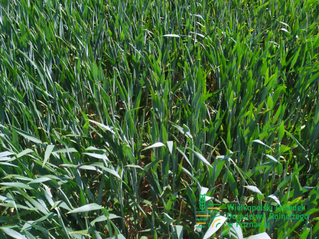 Zdjęcie 3. pszenicy ozimej GENTELMAN z DANKO Hodowli Roślin na polu demonstracyjnym w Sielinku 17.05.2024