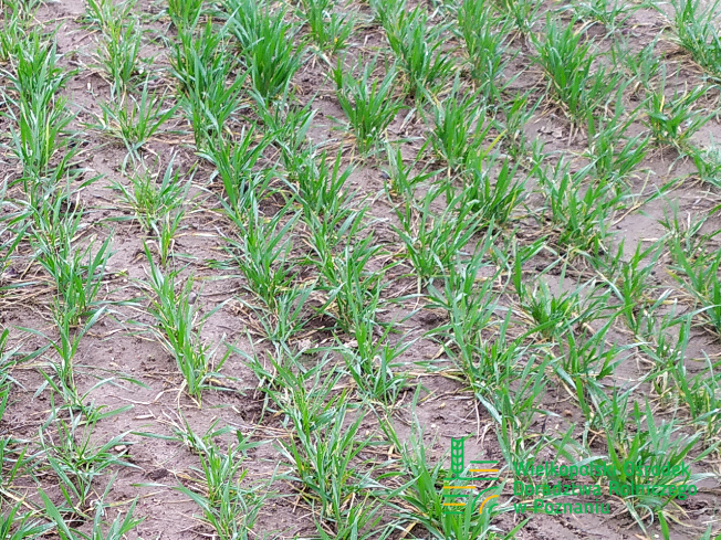 Zdjęcie 2. pszenicy ozimej BELISSA z Hodowli Roślin SMOLICE na polu demonstracyjnym w Sielinku 02.03.2024
