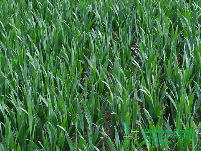 Zdjęcie 1. pszenicy ozimej BELISSA z Hodowli Roślin SMOLICE na polu demonstracyjnym w Sielinku 10.04.2024