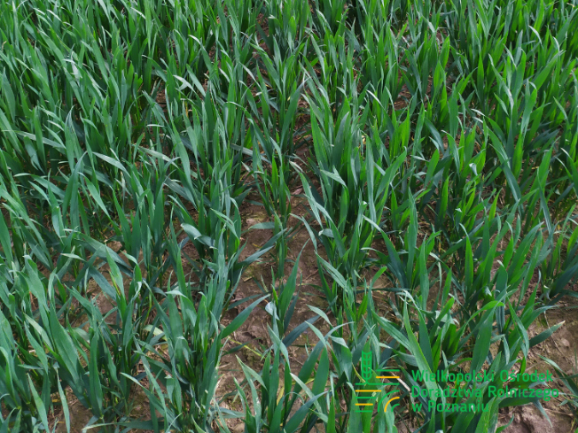 Zdjęcie 3. pszenicy ozimej BELISSA z Hodowli Roślin SMOLICE na polu demonstracyjnym w Sielinku 10.04.2024
