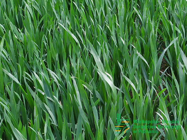 Zdjęcie 1. pszenicy ozimej PROMIENNA z Małopolskiej Hodowli Roślin na polu demonstracyjnym w Sielinku 10.04.2024