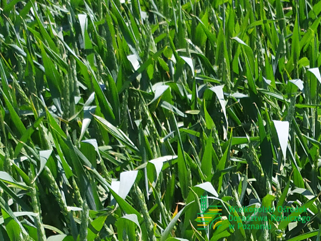 Zdjęcie 1. pszenicy ozimej Promienna z Małopolskiej Hodowli Roślin na polu demonstracyjnym w Sielinku 17.05.2024