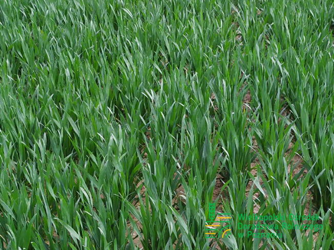 Zdjęcie 1. pszenicy ozimej ALOISIUS z SAATBAU na polu demonstracyjnym w Sielinku 10.04.2024