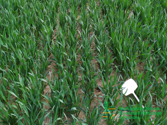Zdjęcie 3. pszenicy ozimej ALOISIUS z SAATBAU na polu demonstracyjnym w Sielinku 10.04.2024