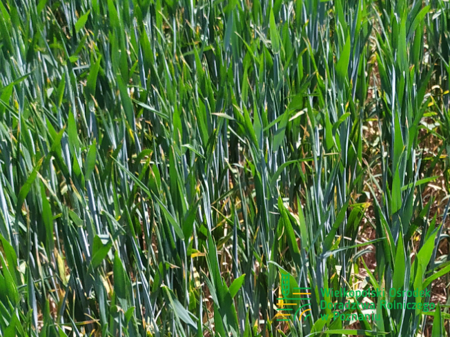 Zdjęcie 1. pszenicy ozimej ALOISIUS z SAATBAU na polu demonstracyjnym w Sielinku 17.05.2024