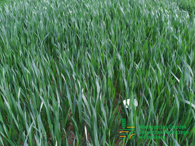 Zdjęcie 3. pszenicy ozimej ARTIMUS z SAATBAU na polu demonstracyjnym w Sielinku 10.04.2024