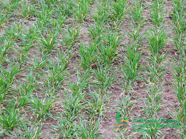 Zdjęcie 1. pszenicy ozimej NOVATUS z SAATBAU na polu demonstracyjnym w Sielinku 02.03.2024