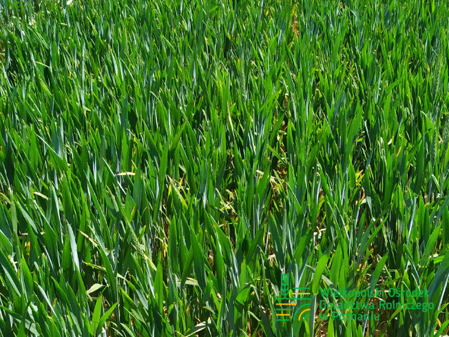Zdjęcie 1. pszenicy ozimej VOLTAGE z SAATBAU na polu demonstracyjnym w Sielinku 17.05.2024