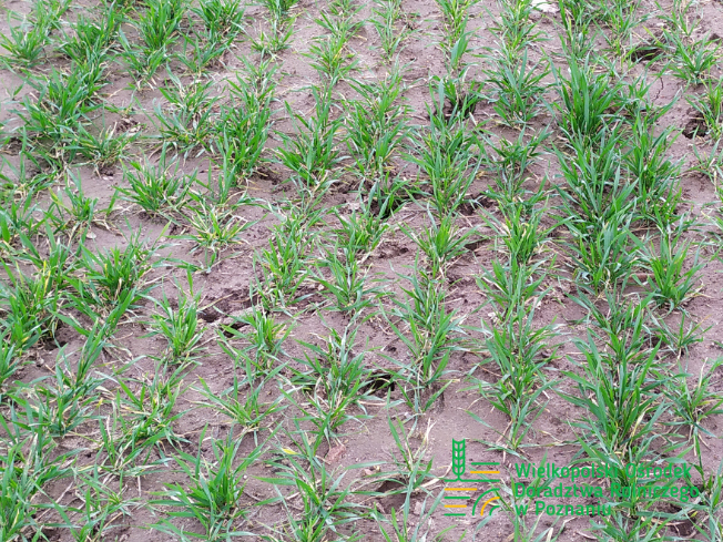 Zdjęcie 1. pszenicy ozimej PALLAS z Saaten-Union na polu demonstracyjnym w Sielinku 02.03.2024