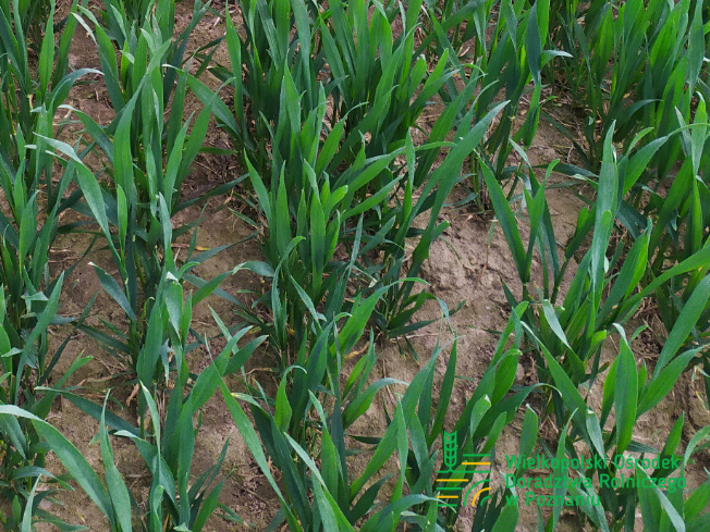 Zdjęcie 2. pszenicy ozimej PALLAS z Saaten-Union na polu demonstracyjnym w Sielinku 10.04.2024