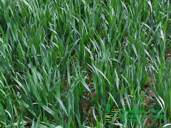 Zdjęcie 1. pszenicy ozimej SY LANDRICH z Syngenta na polu demonstracyjnym w Sielinku 10.04.2024