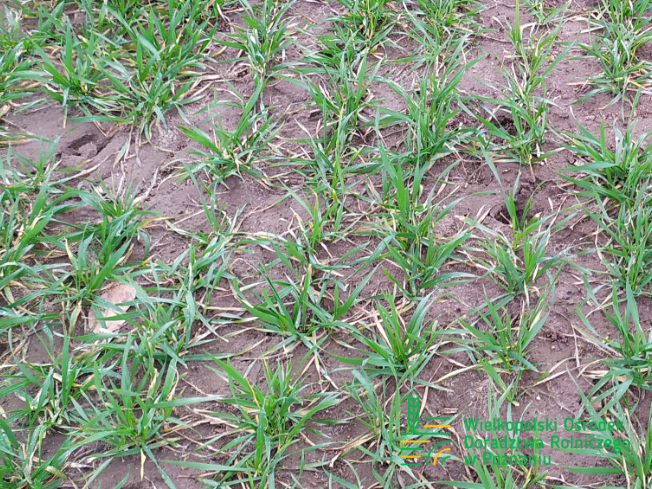 Zdjęcie 1. pszenicy ozimej ESSA z Top Farms na polu demonstracyjnym w Sielinku 02.03.2024
