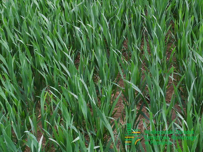 Zdjęcie 1. pszenicy ozimej ESSA z Top Farms na polu demonstracyjnym w Sielinku 10.04.2024