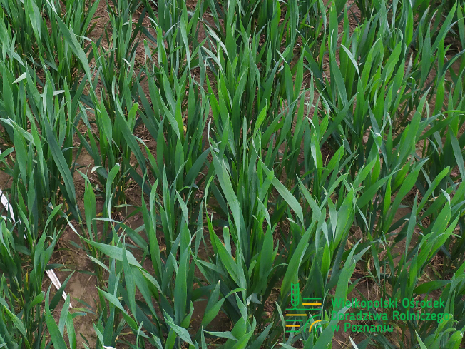 Zdjęcie 2. pszenicy ozimej ESSA z Top Farms na polu demonstracyjnym w Sielinku 10.04.2024