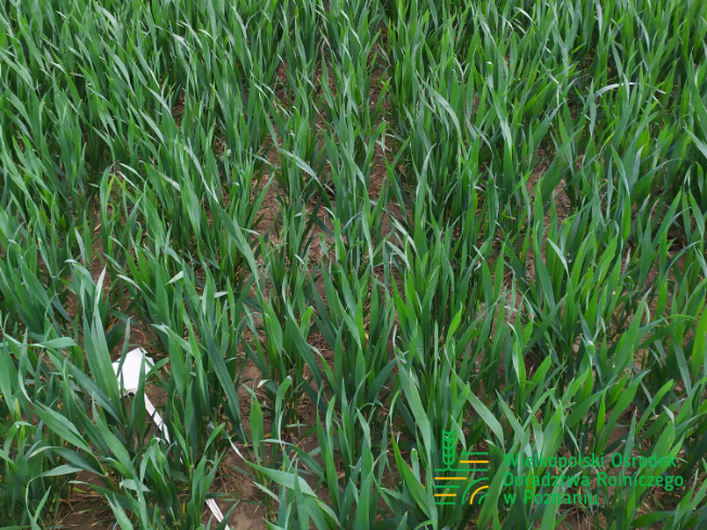 Zdjęcie 3. pszenicy ozimej ESSA z Top Farms na polu demonstracyjnym w Sielinku 10.04.2024