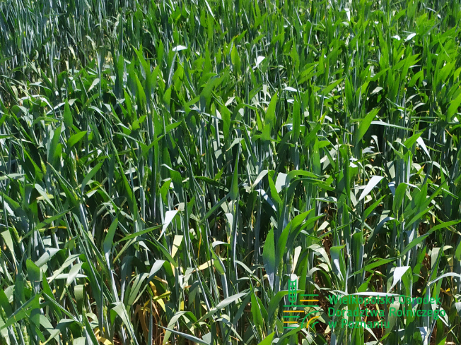 Zdjęcie 1. pszenicy ozimej ESSA z Top Farms na polu demonstracyjnym w Sielinku 17.05.2024