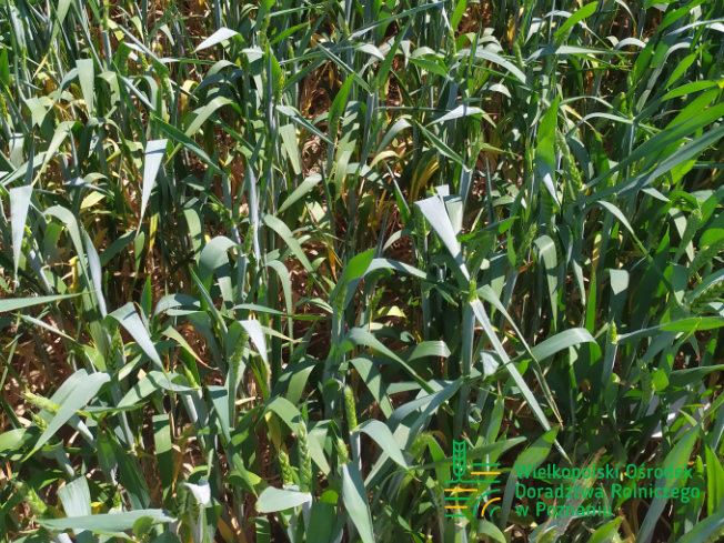 Zdjęcie 2. pszenicy ozimej ESSA z Top Farms na polu demonstracyjnym w Sielinku 17.05.2024