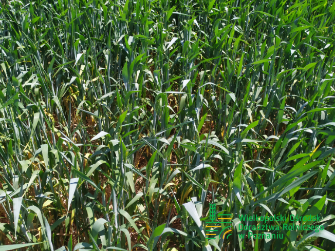 Zdjęcie 3. pszenicy ozimej ESSA z Top Farms na polu demonstracyjnym w Sielinku 17.05.2024